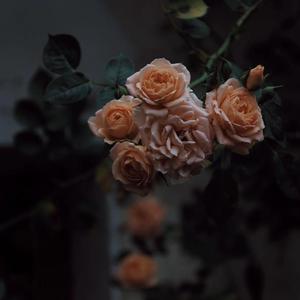 操逼啊小学生啊啊啊
